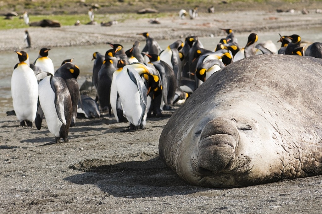 Elephant seal.20081113_3789.jpg - Southern Elephant Seal (Mirounga leonine), South Gerogia November 2008